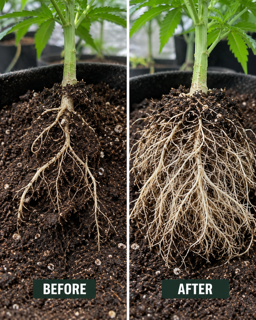 ROOTFORGE — Root Support Powder | 50 g